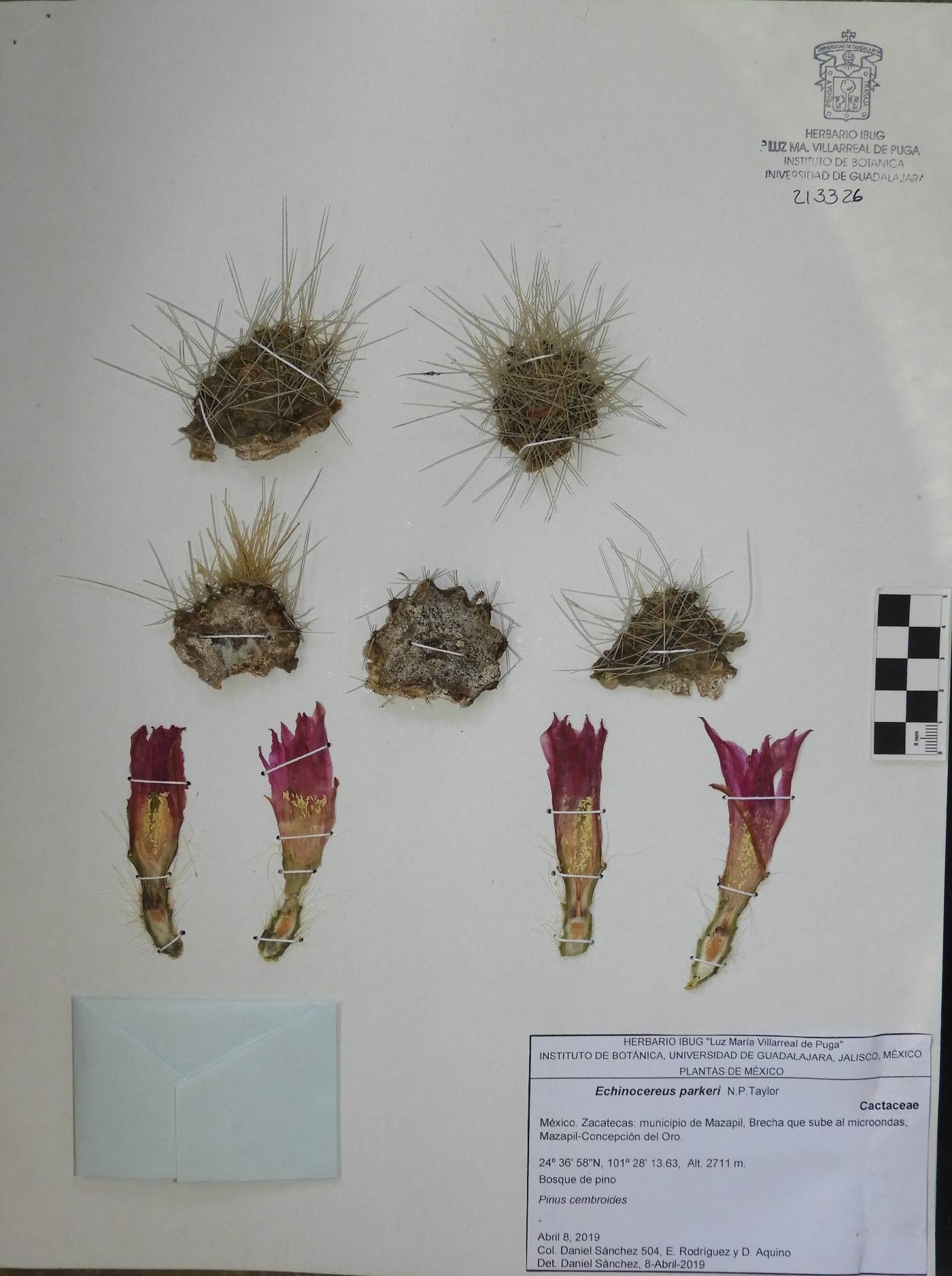 Echinocereus parkeri subsp. mazapilensis image