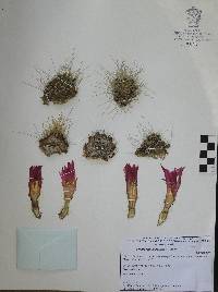 Echinocereus parkeri image