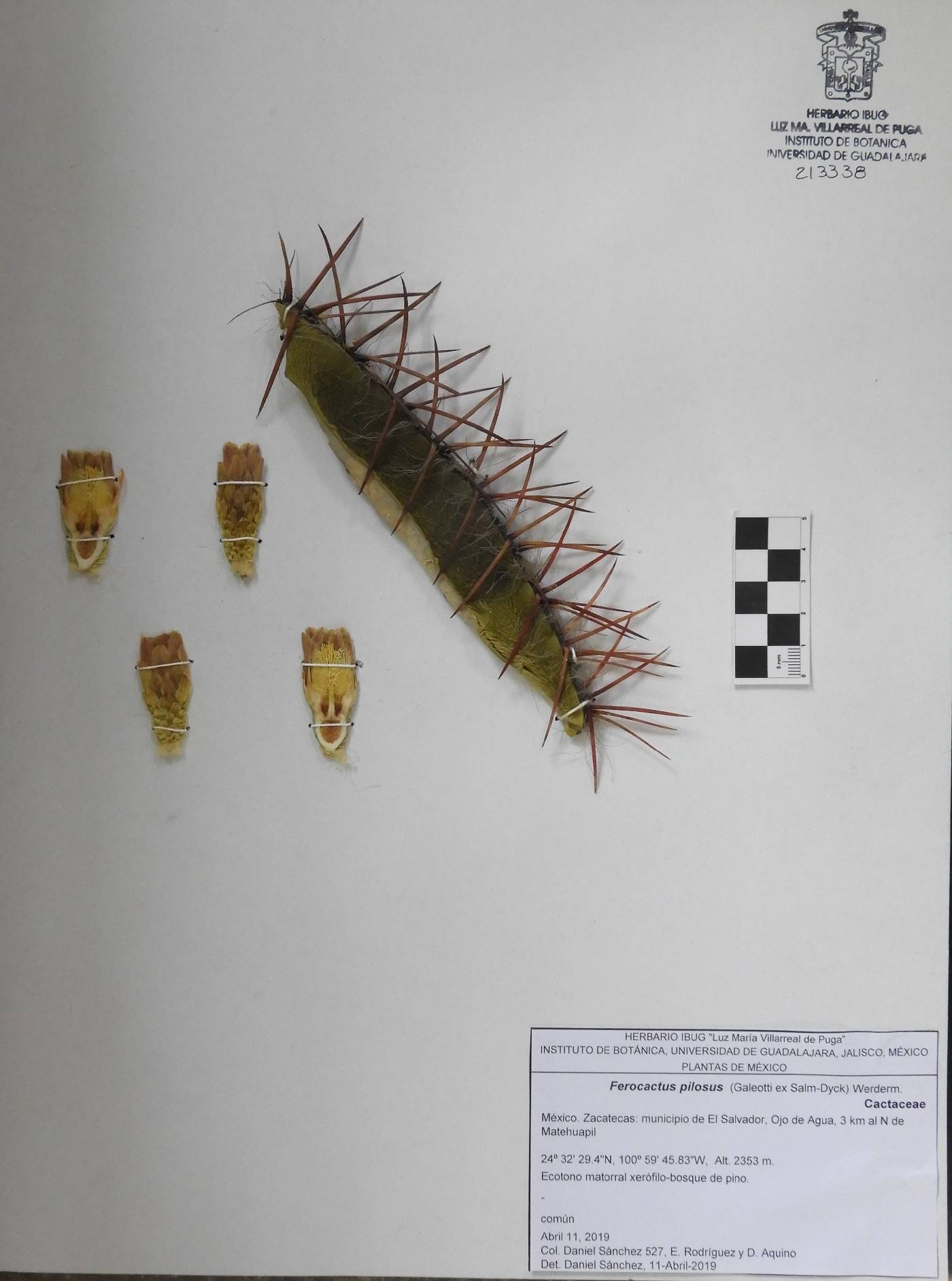 Ferocactus pilosus image