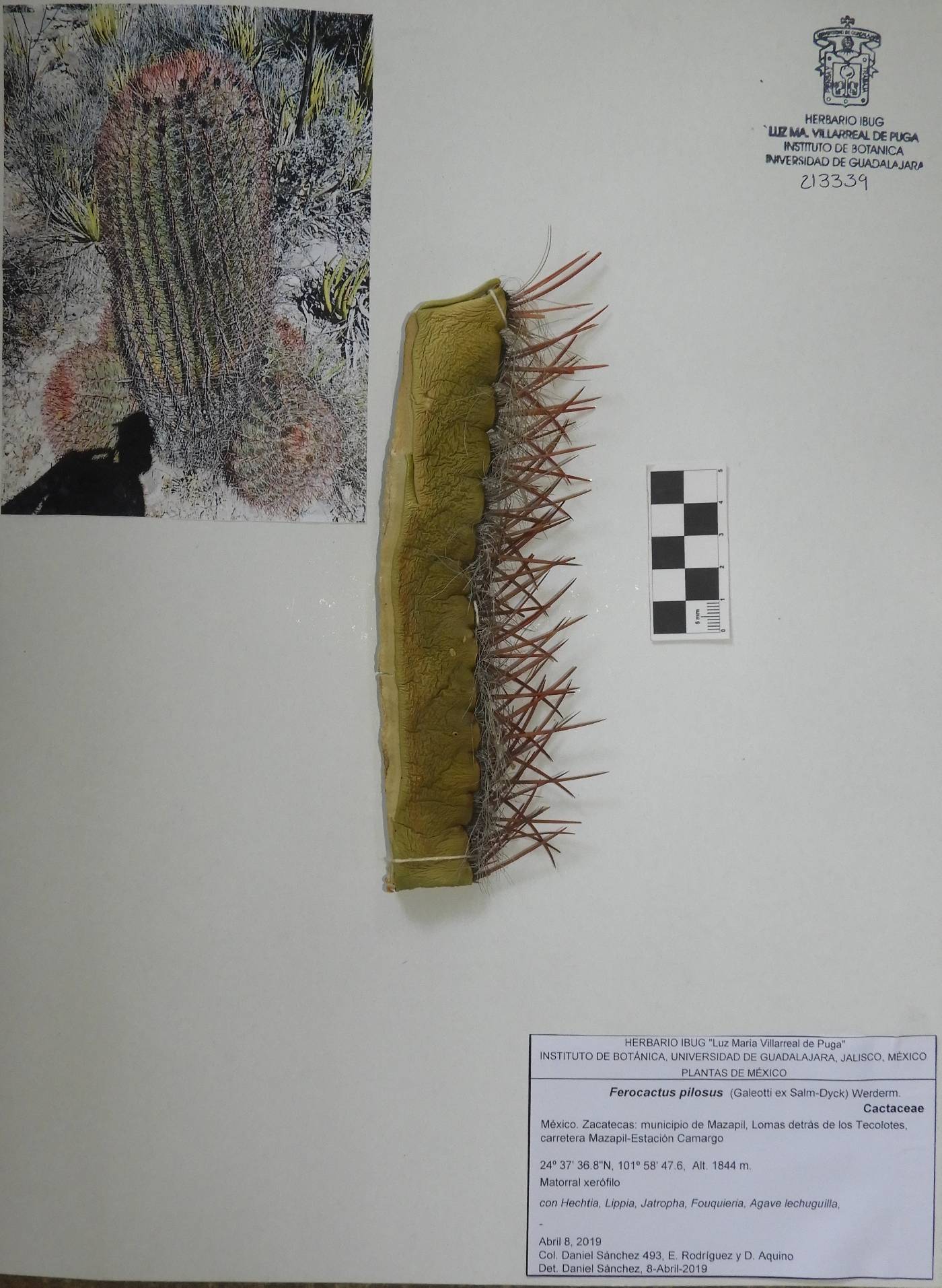 Ferocactus pilosus image