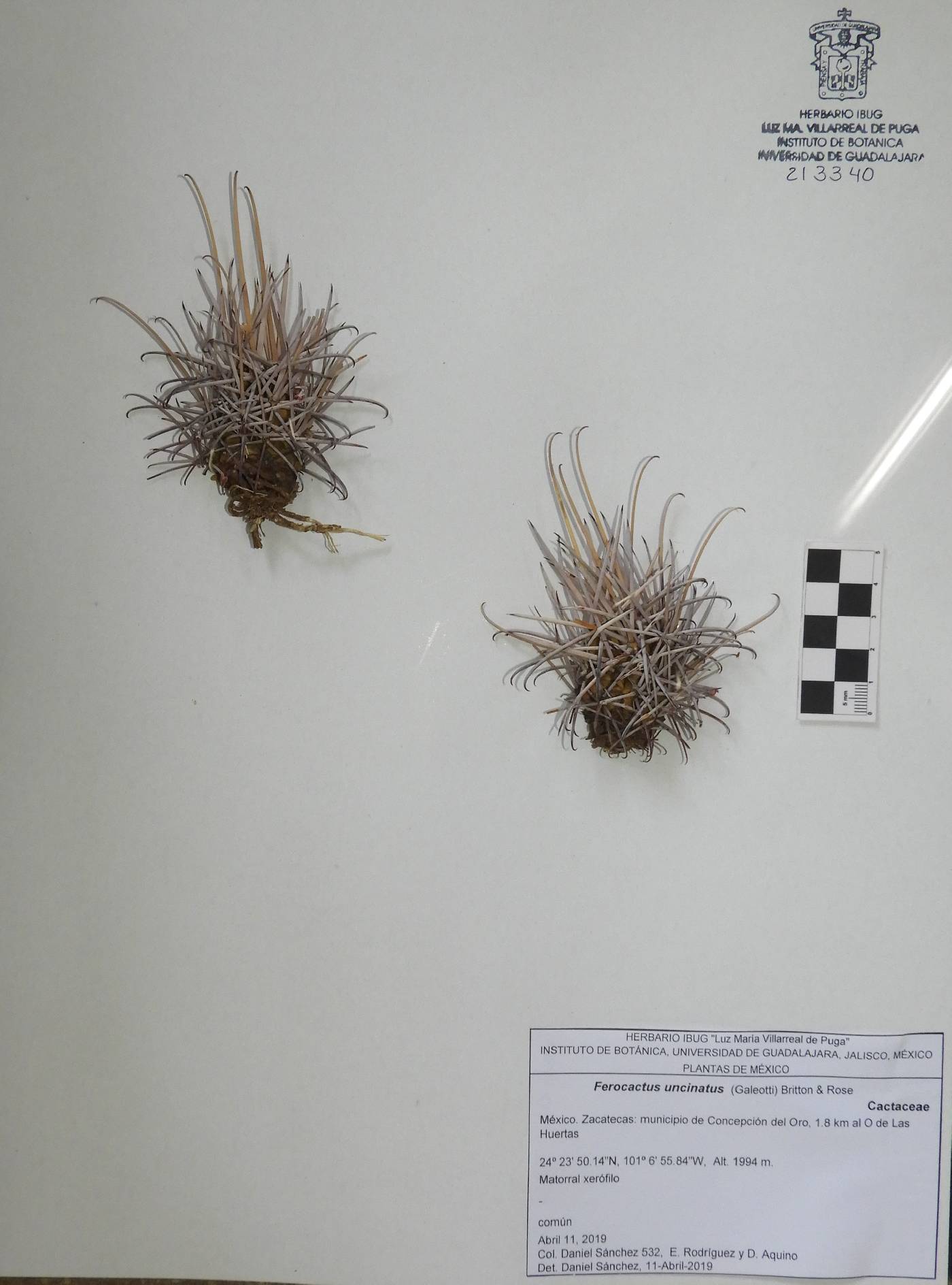 Ferocactus uncinatus image