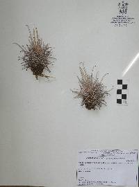 Ferocactus uncinatus image