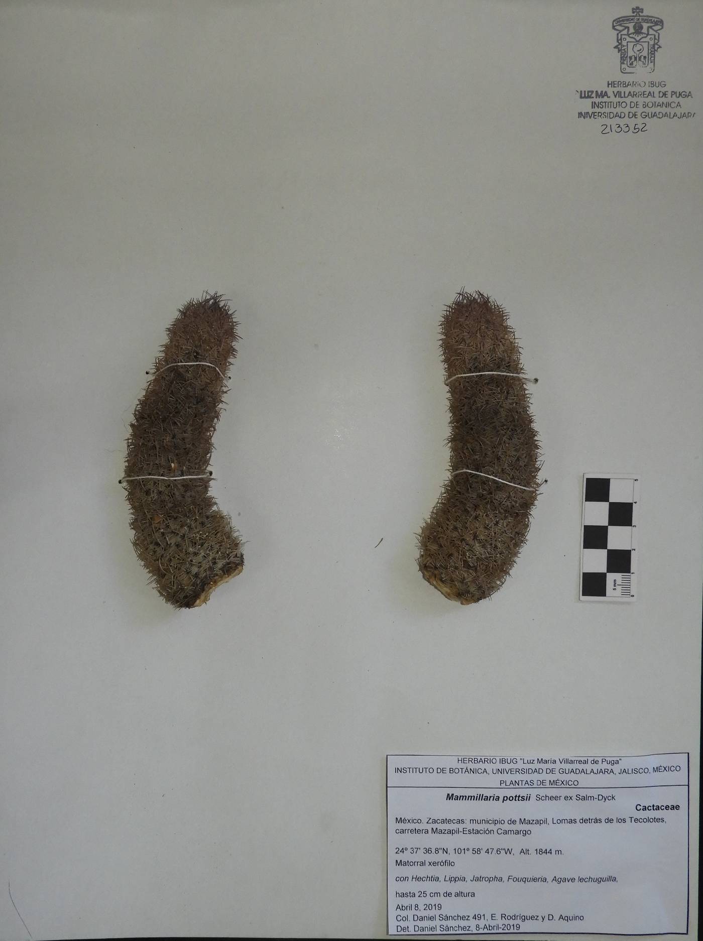 Mammillaria pottsii image