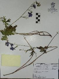 Delphinium pedatisectum image