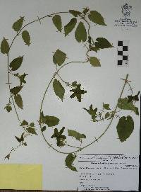 Matelea suberifera image