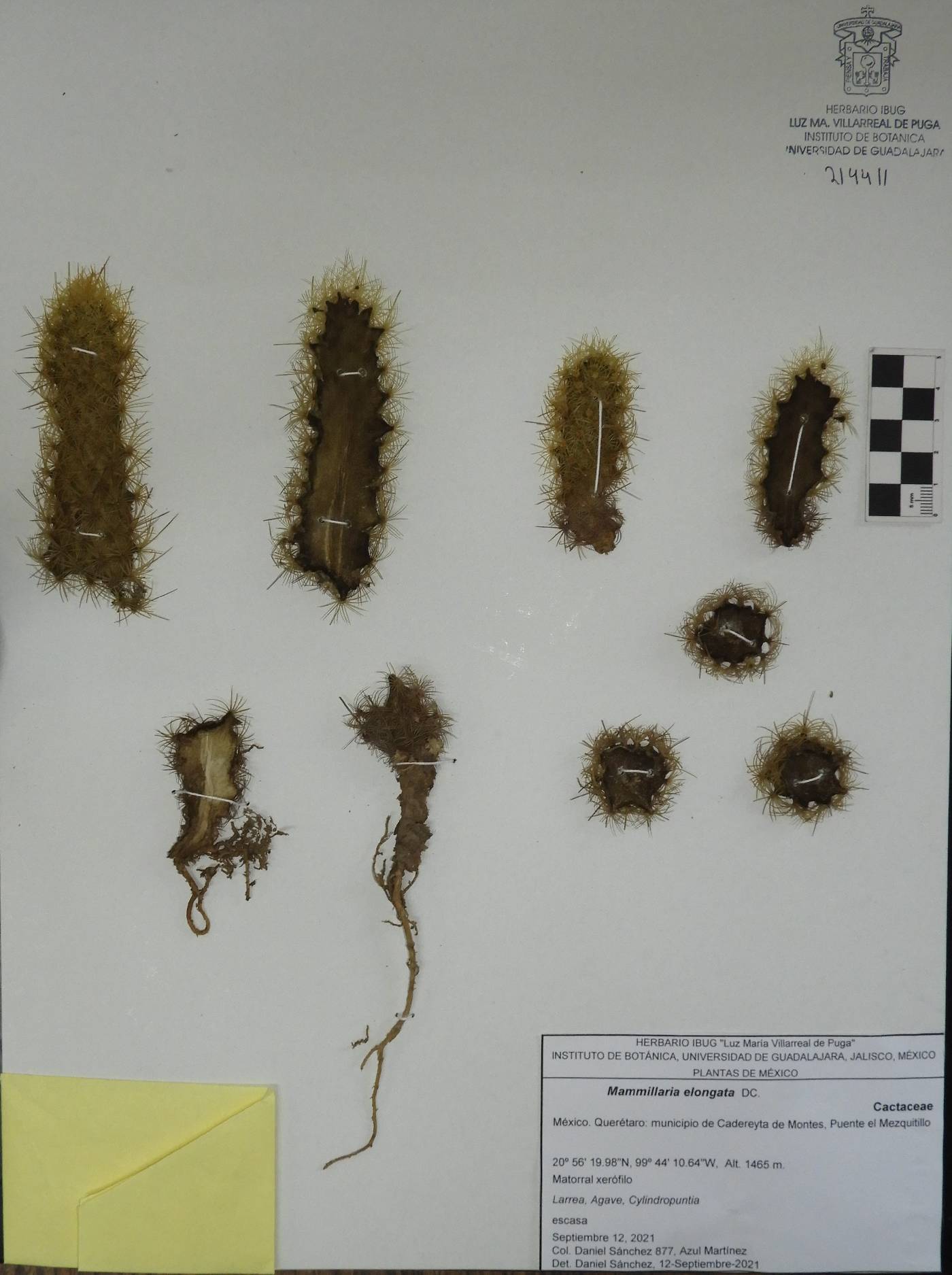 Mammillaria elongata image