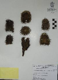 Mammillaria polythele image