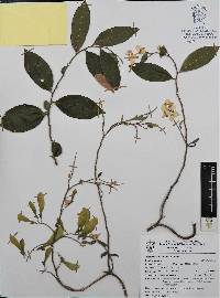 Securidaca diversifolia image