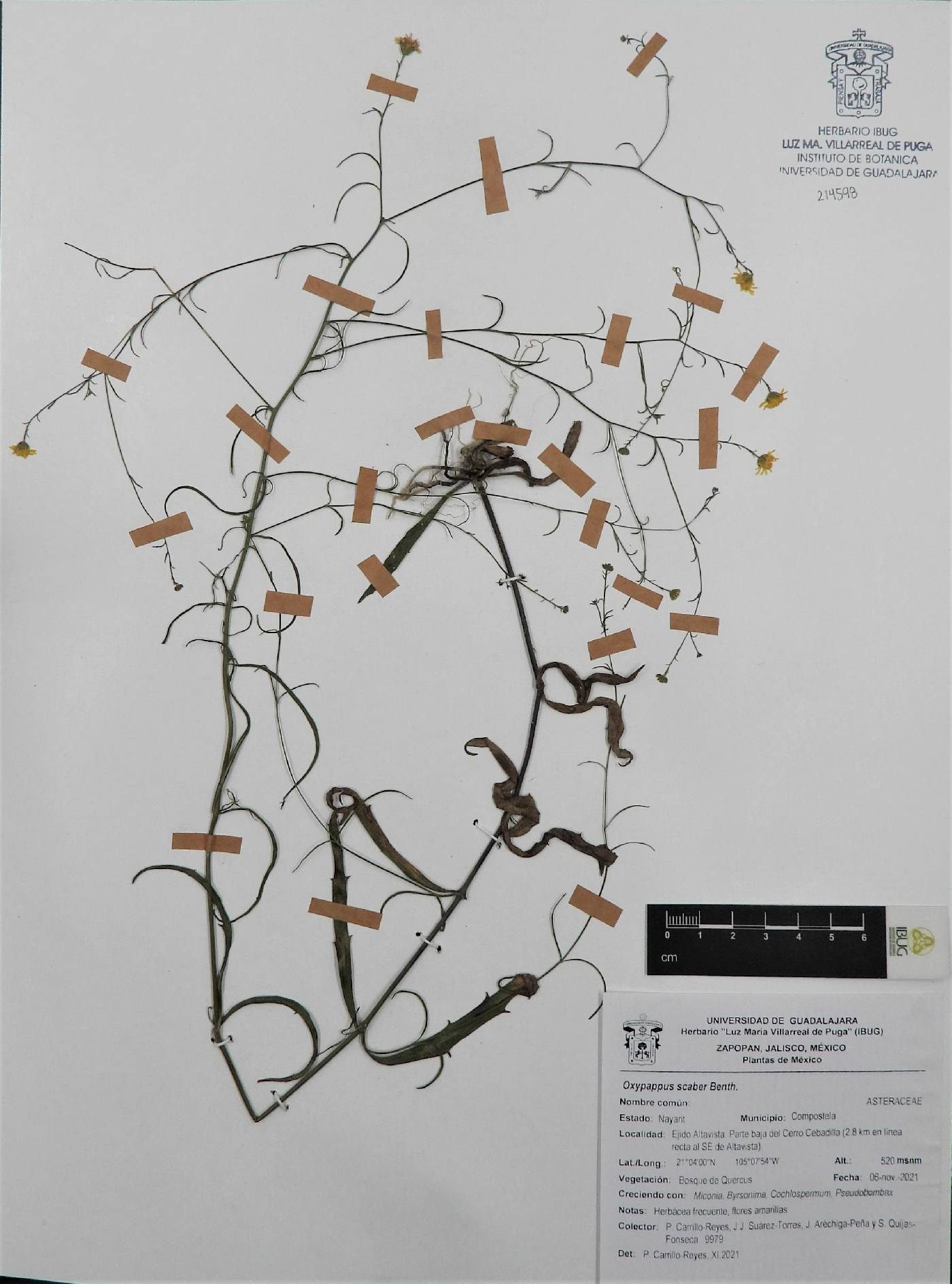 Oxypappus scaber image