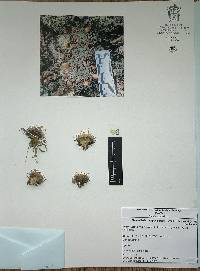 Mammillaria rettigiana image