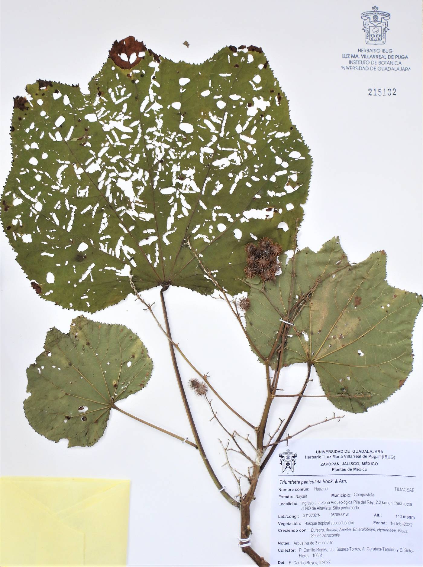 Triumfetta paniculata image