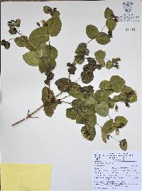 Guardiola rotundifolia image