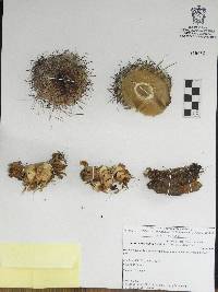 Stenocactus multicostatus image