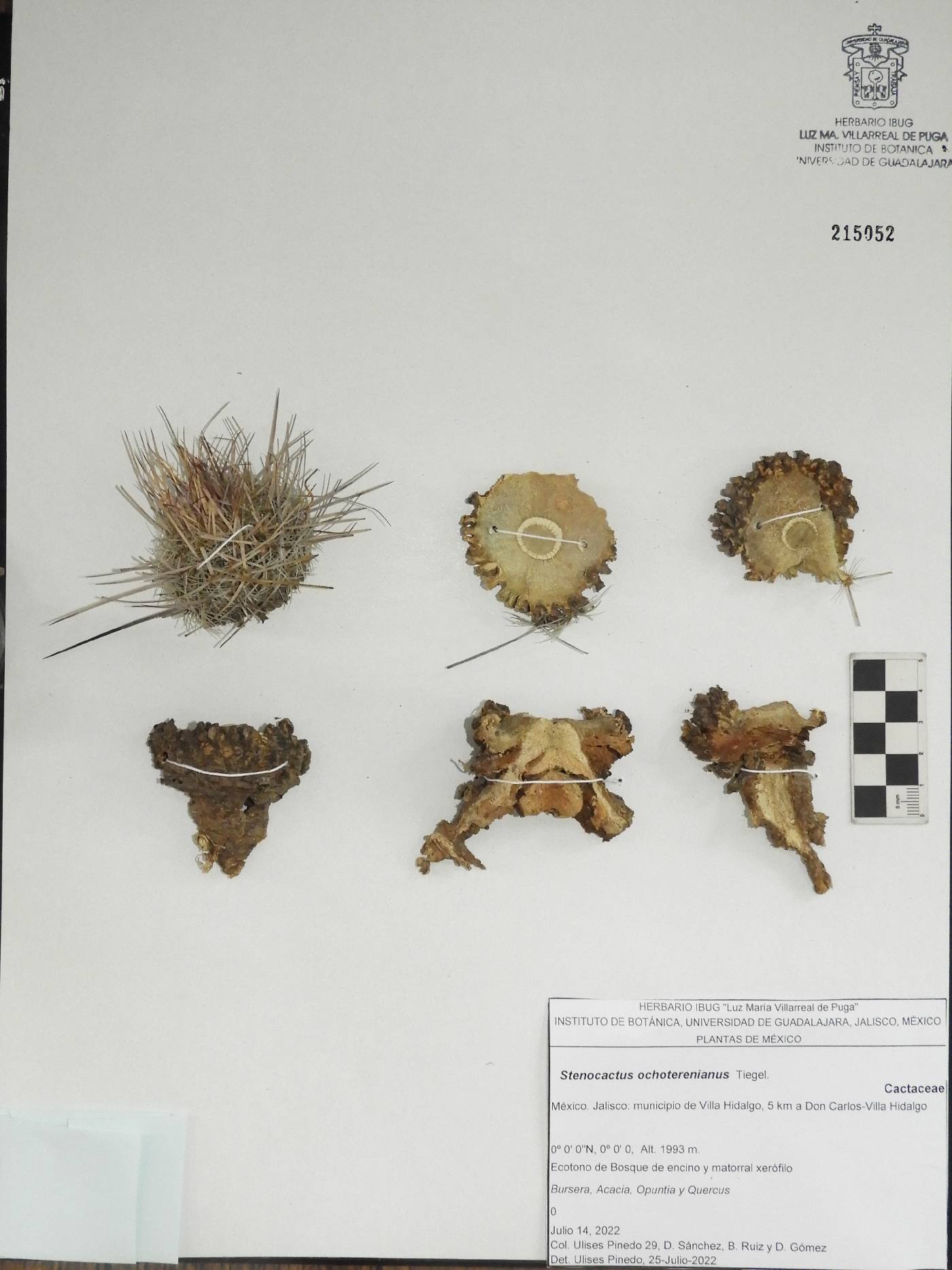 Stenocactus ochoterenanus image