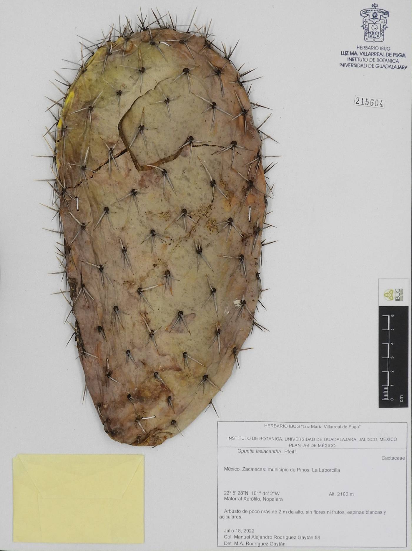 Opuntia lasiacantha image