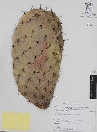 Opuntia lasiacantha image