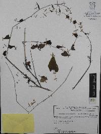 Mimophytum richardsonii image