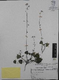 Mimophytum alienum image
