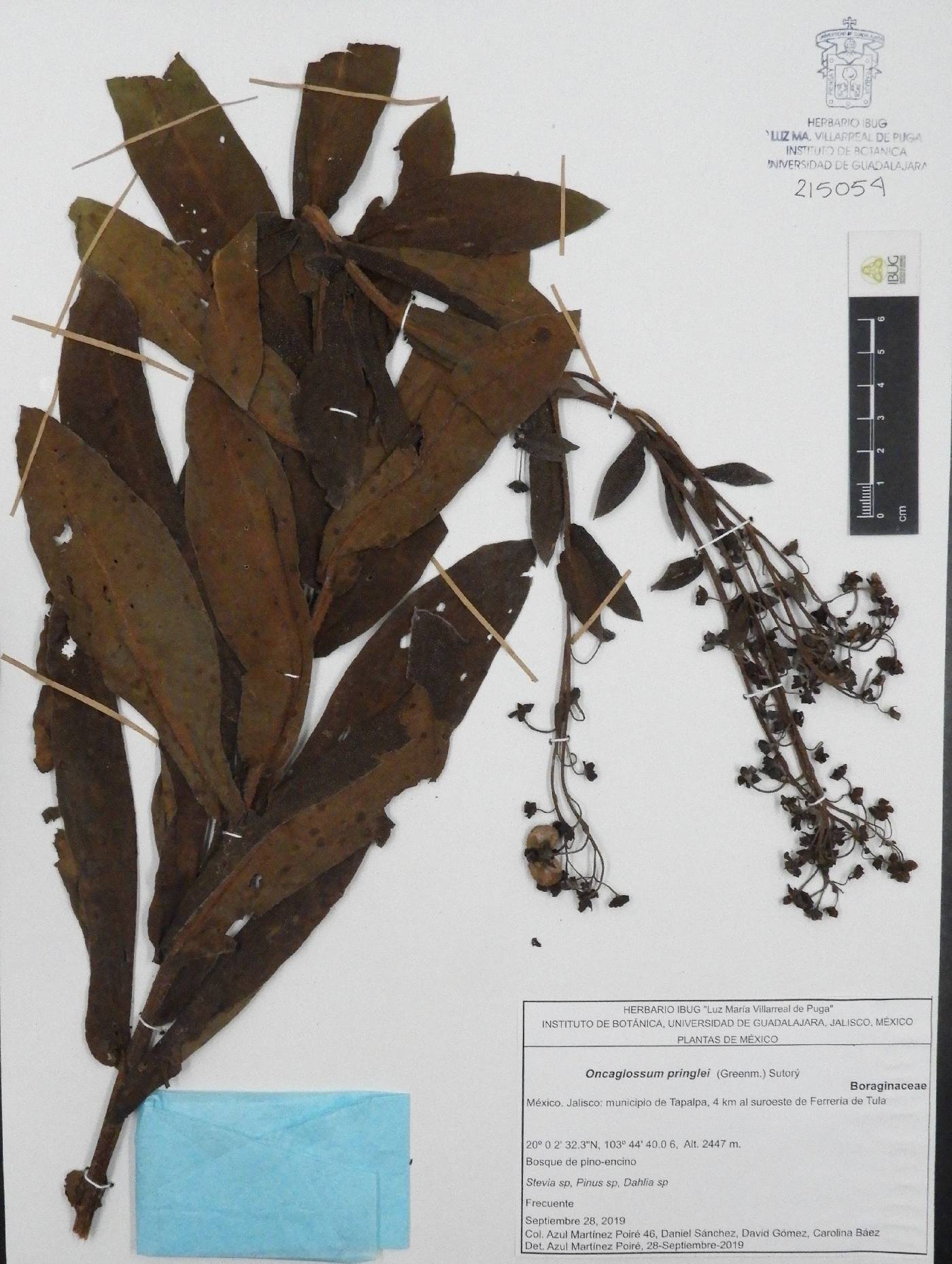 Oncaglossum pringlei image