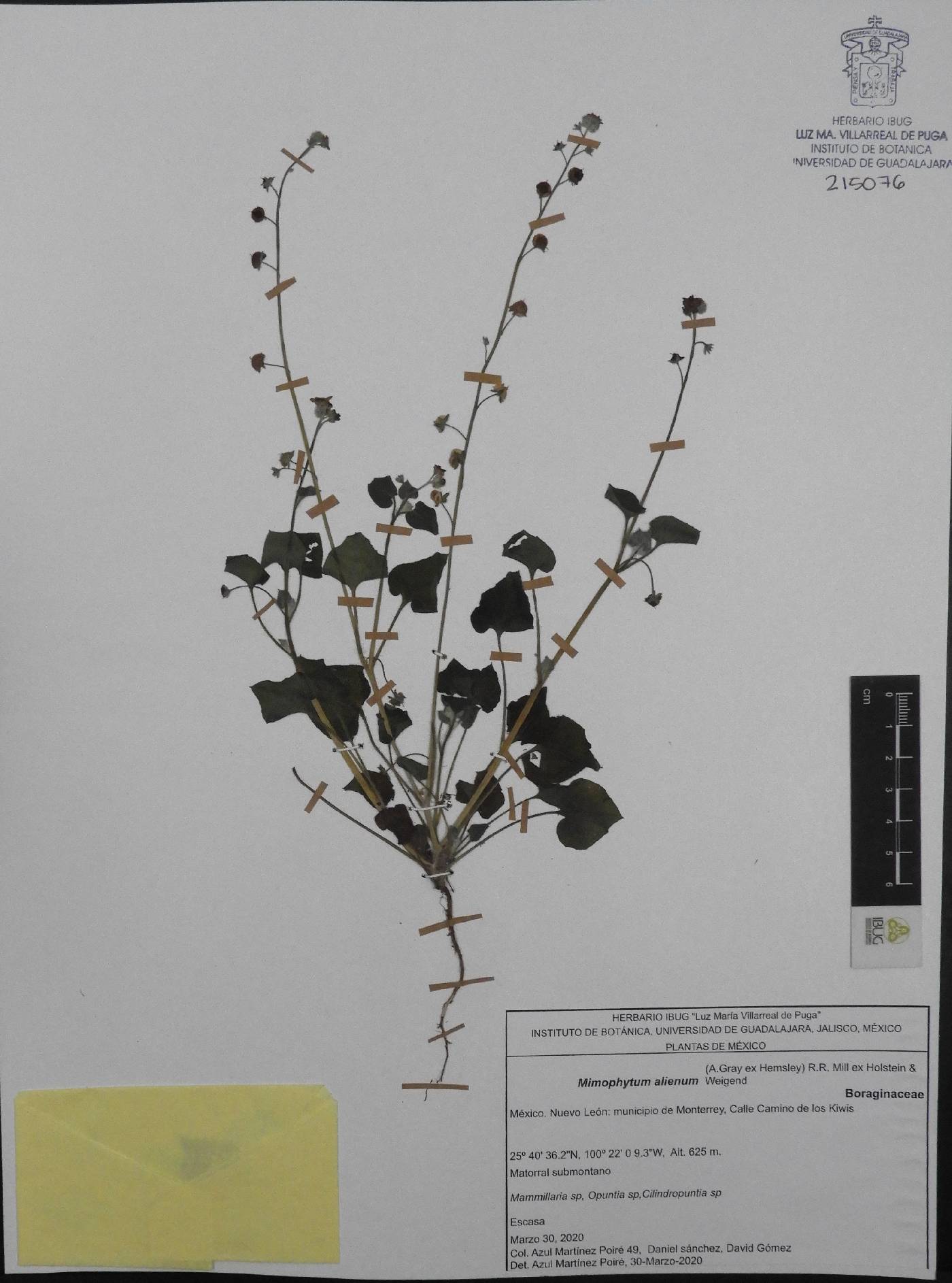 Mimophytum alienum image