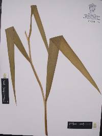 Tigridia pavonia image