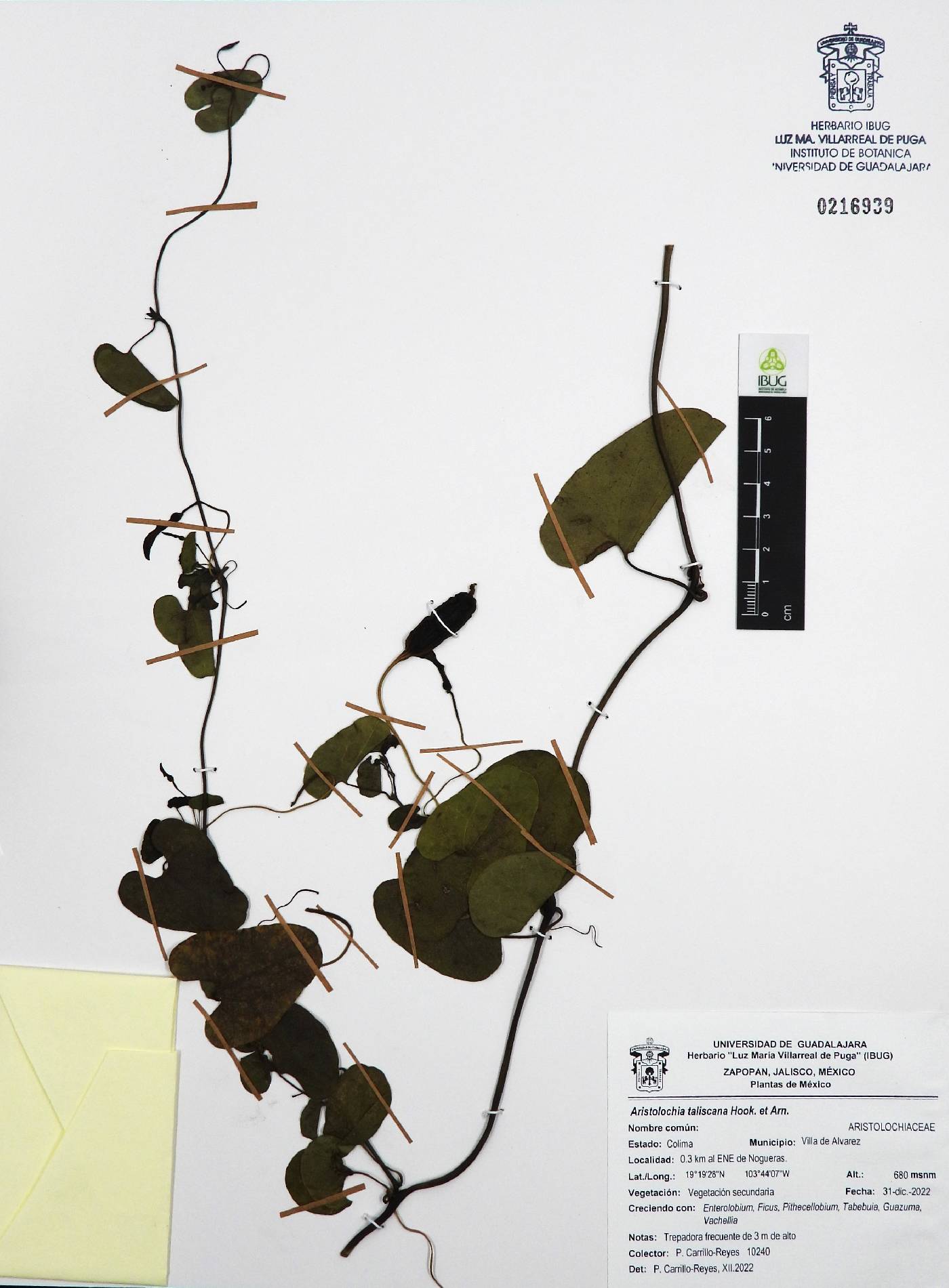 Aristolochia taliscana image