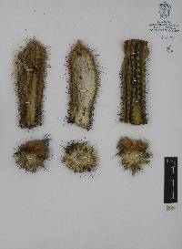 Pilosocereus purpusii image