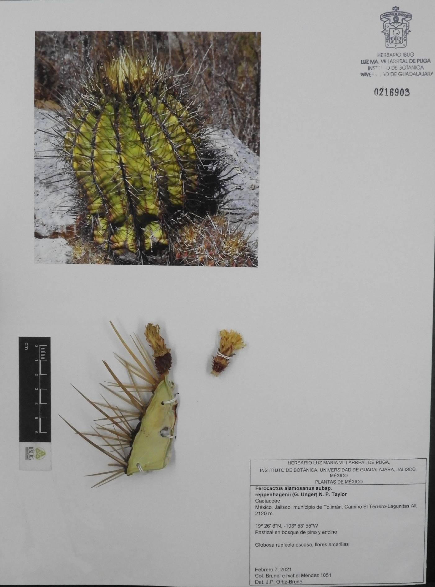 Ferocactus alamosanus image