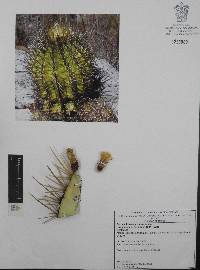 Ferocactus alamosanus image