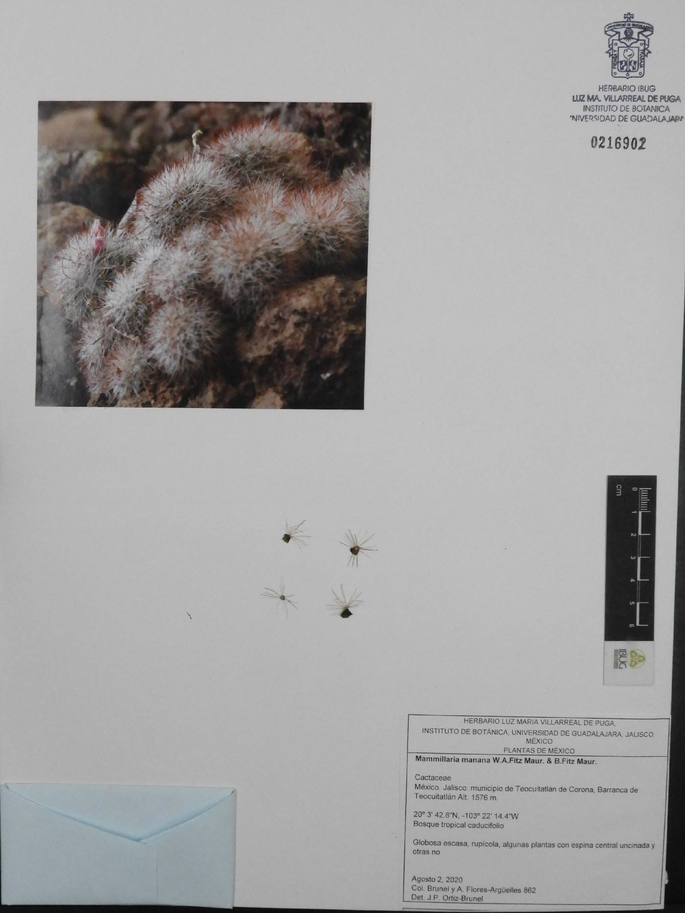 Mammillaria fittkaui image