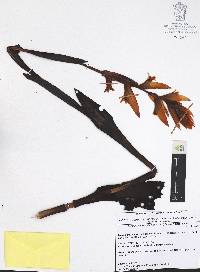 Dichromanthus aurantiacus image