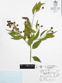 Agonandra racemosa image