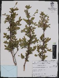 Bursera fagaroides image