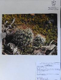 Mammillaria fittkaui image