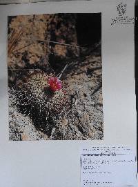 Mammillaria jaliscana image
