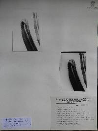 Stenocereus huastecorum image