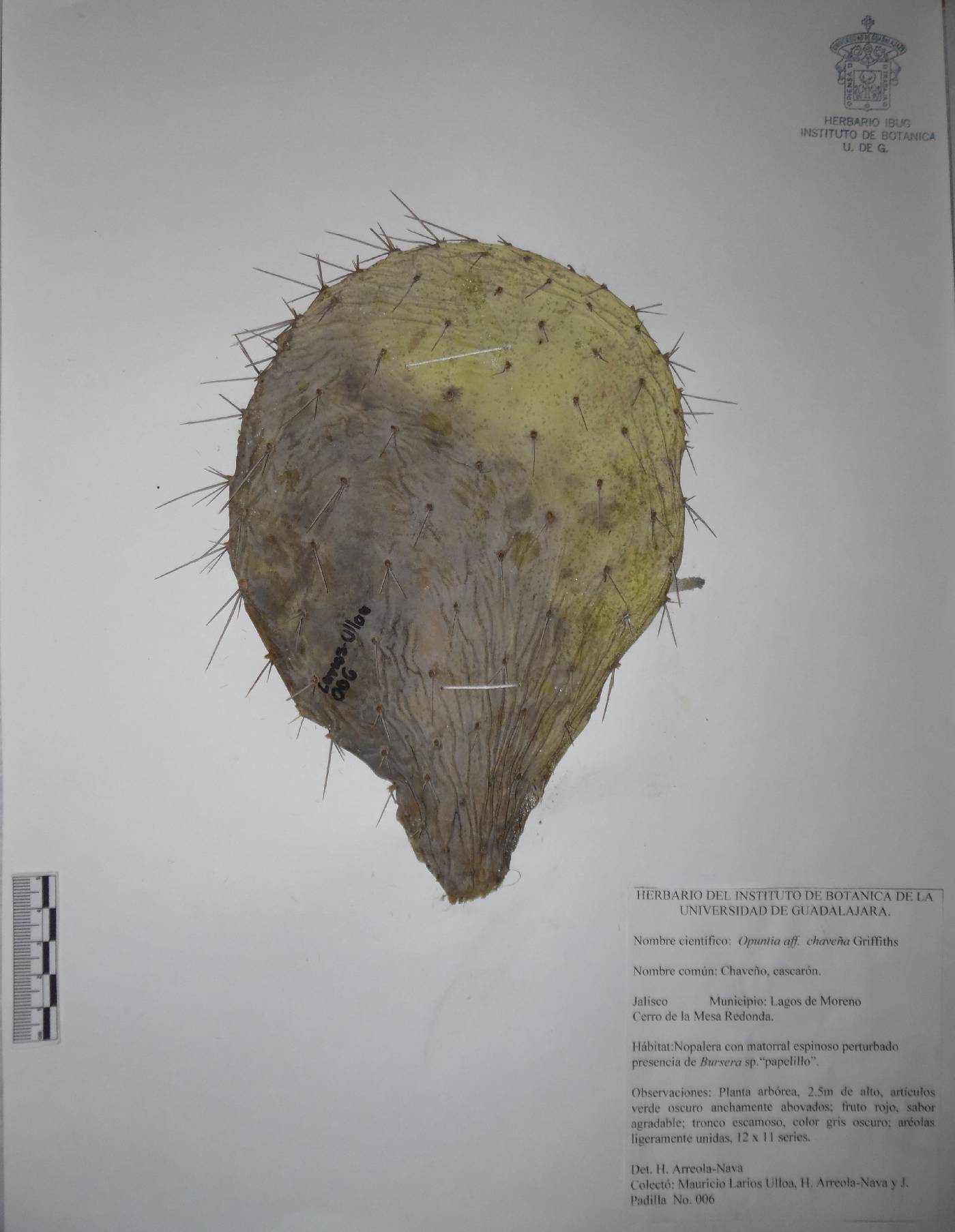 Opuntia hyptiacantha image