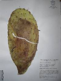 Opuntia hyptiacantha image
