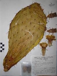 Opuntia megacantha image