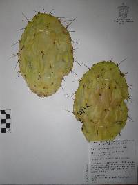 Opuntia velutina image