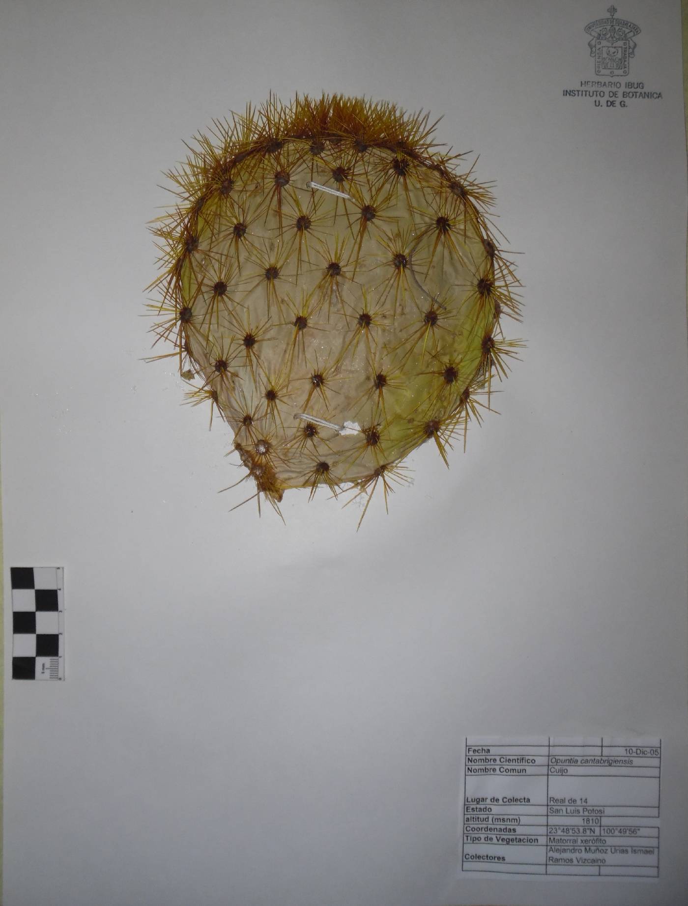 Opuntia cantabrigiensis image