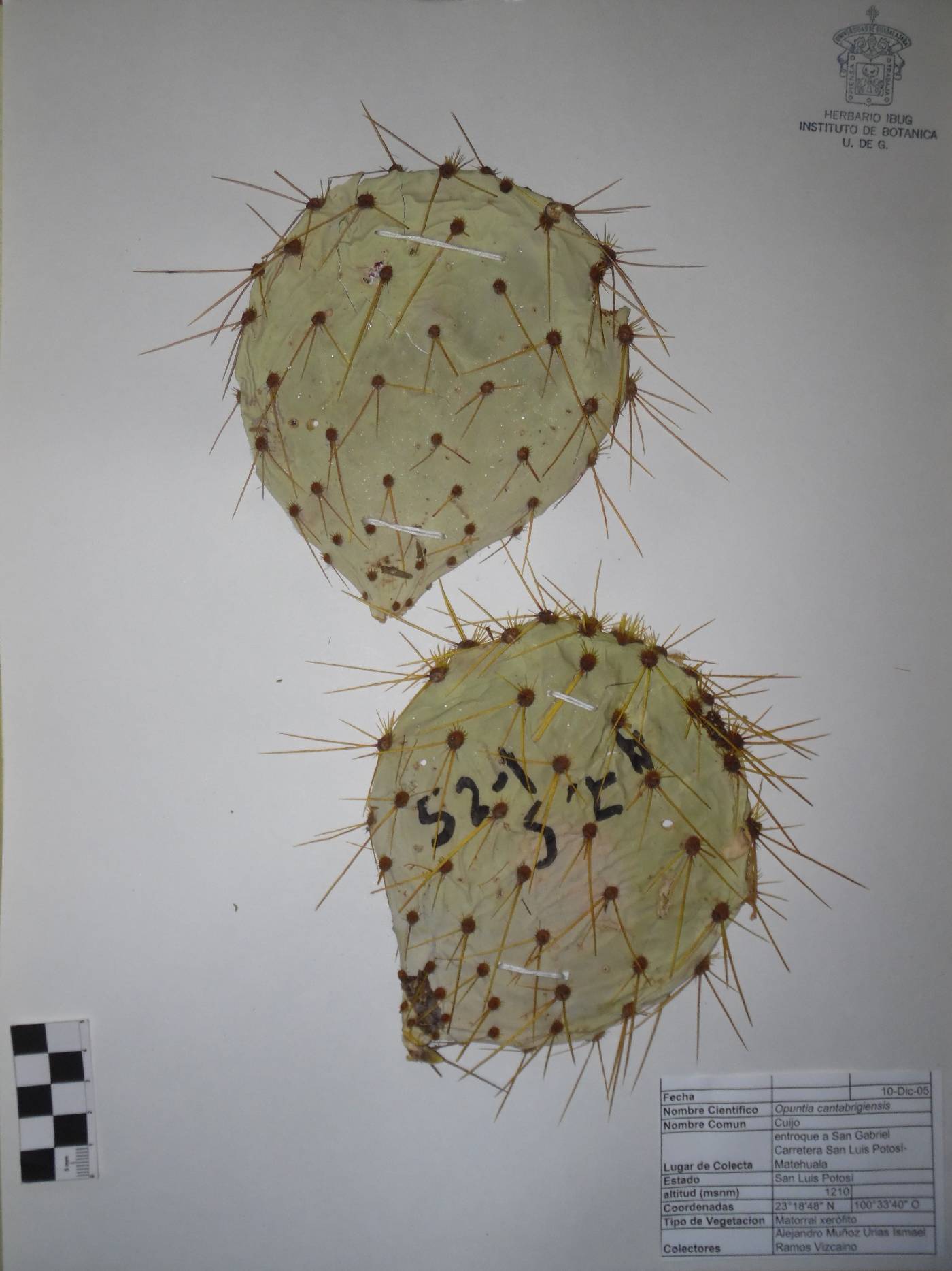 Opuntia cantabrigiensis image