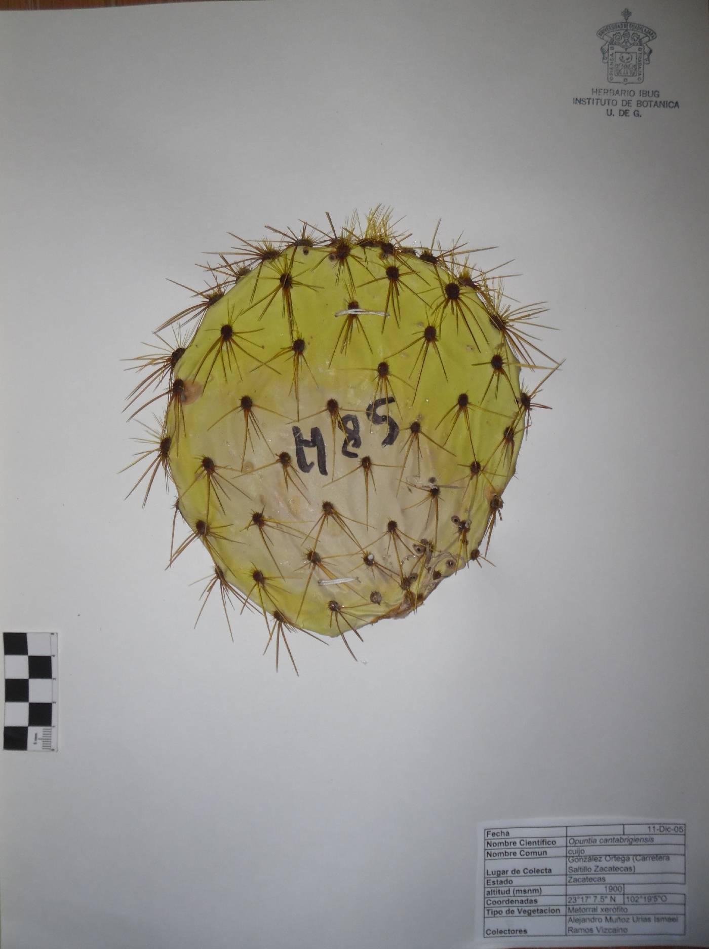 Opuntia cantabrigiensis image