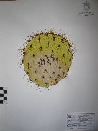 Opuntia cantabrigiensis image