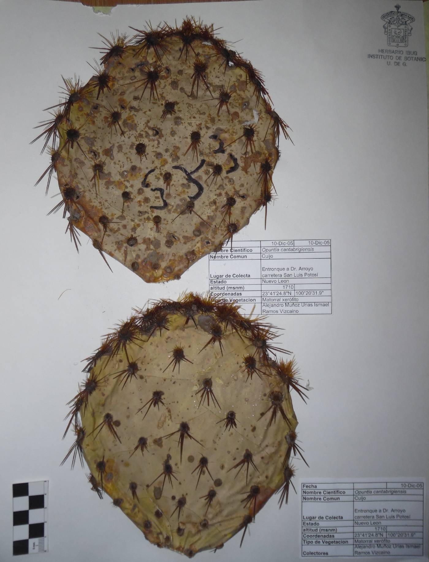 Opuntia cantabrigiensis image