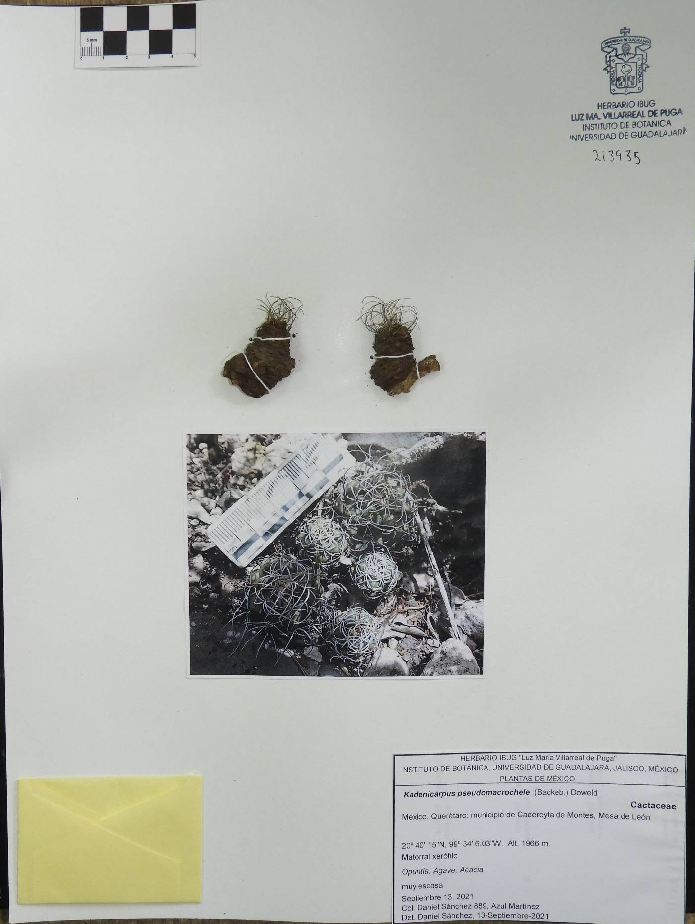 Kadenicarpus pseudomacrochele image