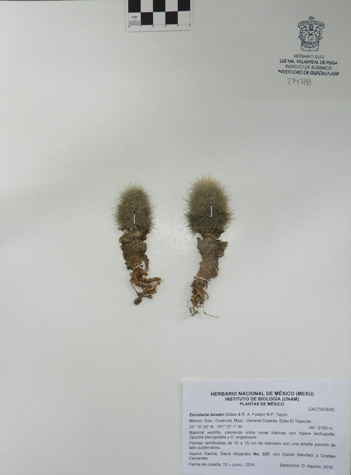 Escobaria laredoi image