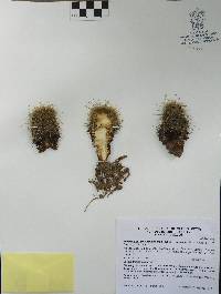 Mammillaria karwinskiana image