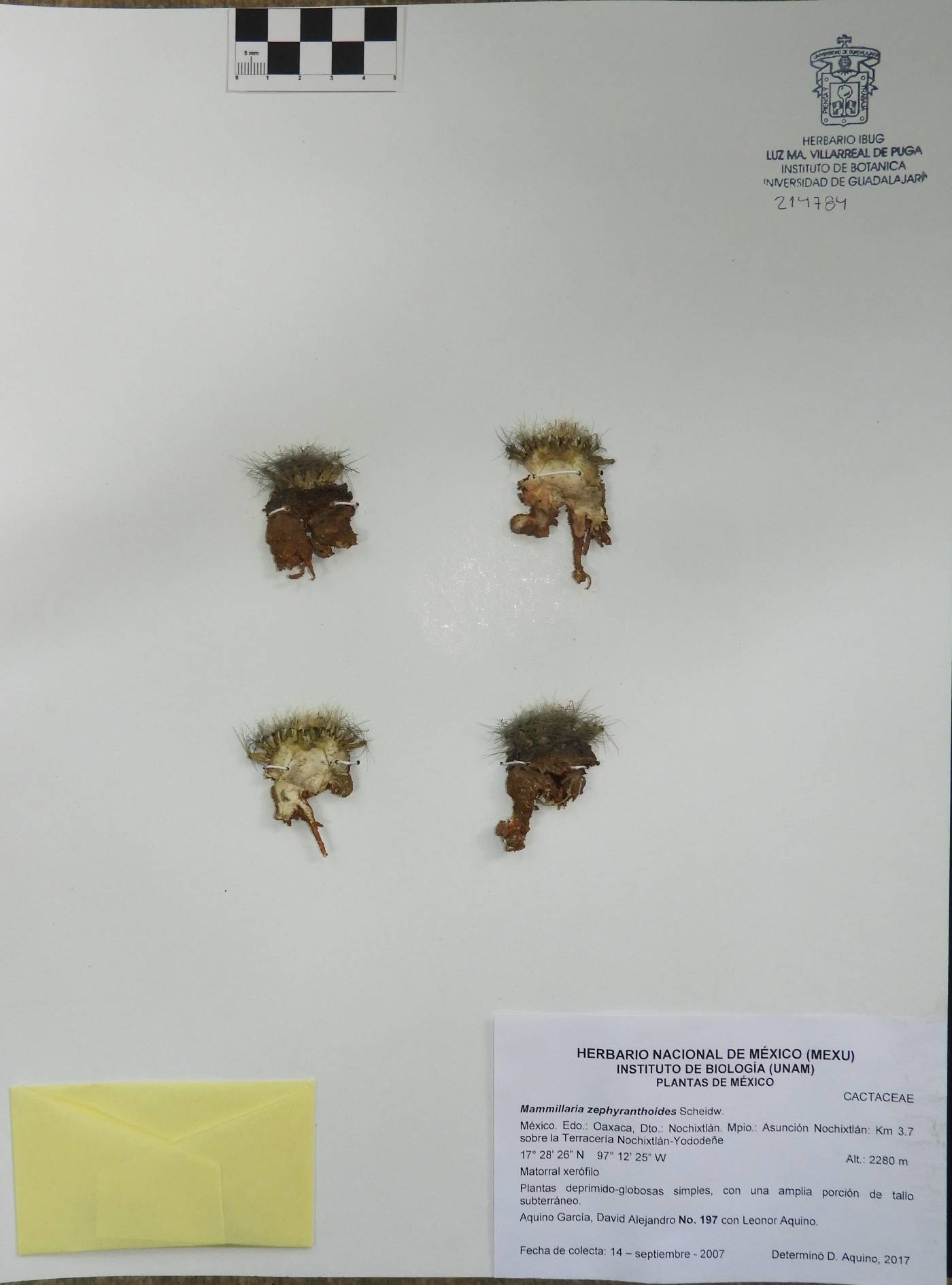 Mammillaria zephyranthoides image