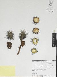Echinocereus acifer image